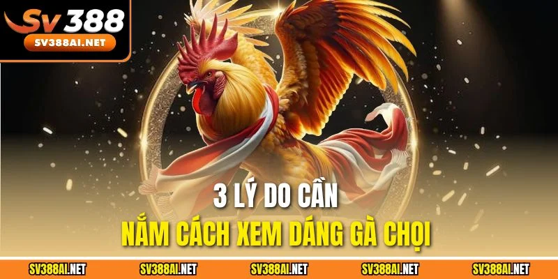 3 lý do cần nắm cách xem dáng gà chọi 3 lý do cần nắm cách xem dáng gà chọi