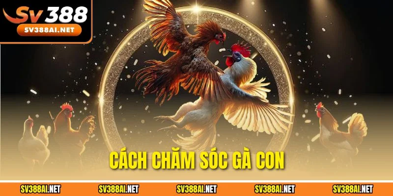 Cách Chăm Sóc Gà Con - Bí Quyết Nuôi Chiến Kê Nhanh Lớn