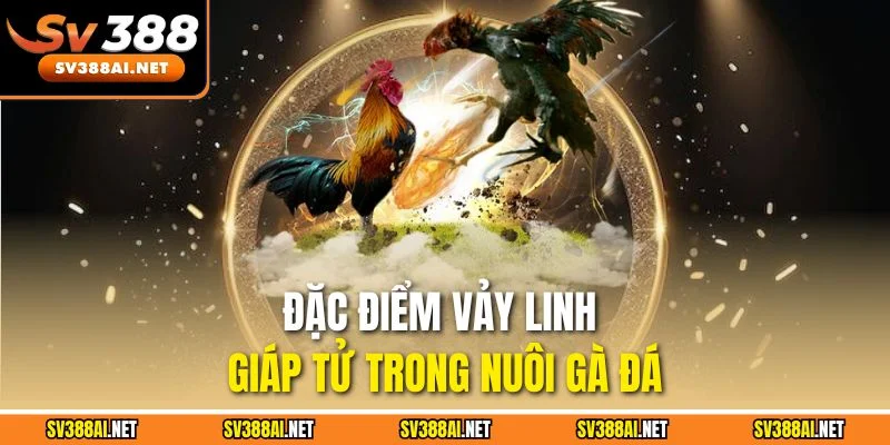 Đặc điểm vảy linh giáp tử trong nuôi gà đá
