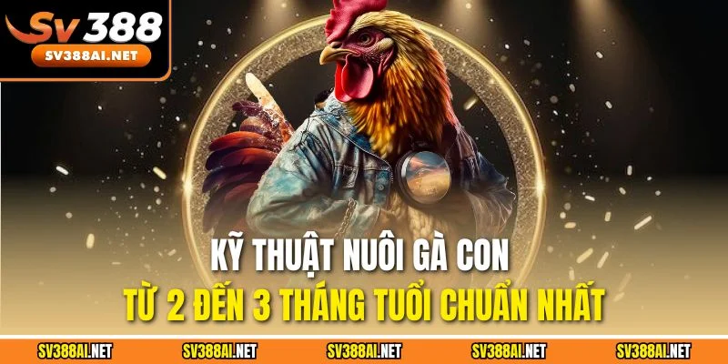 Kỹ thuật nuôi gà con từ 2 đến 3 tháng tuổi chuẩn nhất