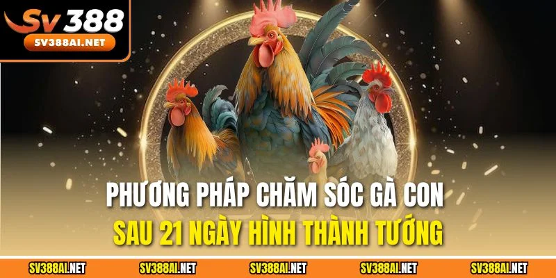 Phương pháp chăm sóc gà con sau 21 ngày hình thành tướng